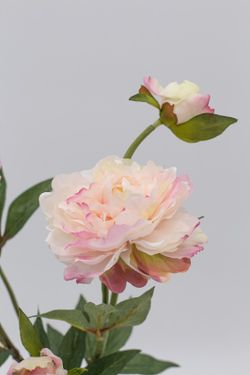 Peonias rosas en planta