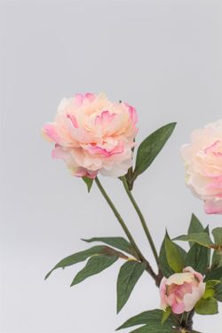 Peonias rosas en planta