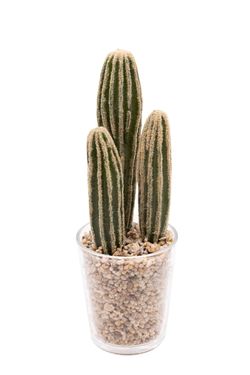 Pequeño cactus artificial en vaso de cristal