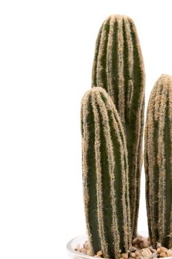Pequeño cactus artificial en vaso de cristal