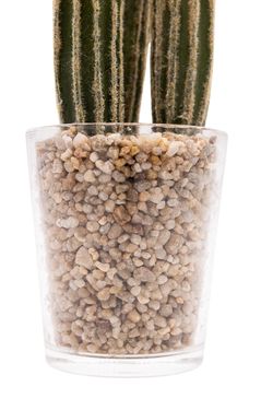 Pequeño cactus artificial en vaso de cristal