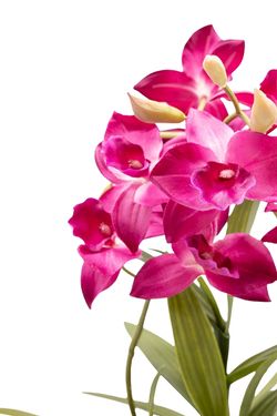 Planta artificial de Orquídea Dendrobium Bigibbum Rosa Fucsia