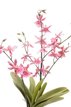 Planta artificial en rosa fucsia de Orquídea Oncidium Sharry Baby