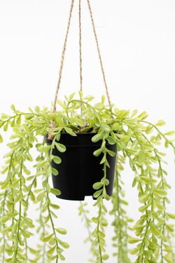 Planta colgante de mini hojas