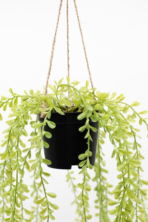 Planta colgante de mini hojas