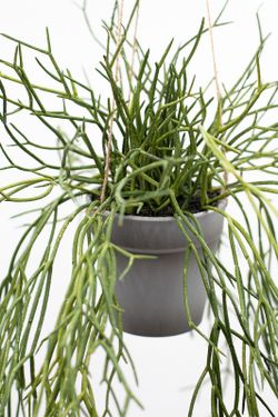 Planta colgante de rhipsalis