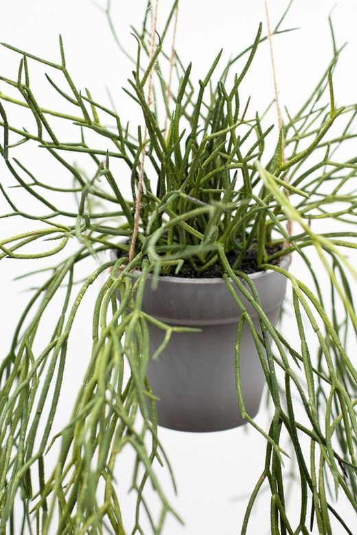 Planta colgante de rhipsalis
