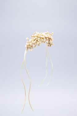 Pulsera de paniculata preservada