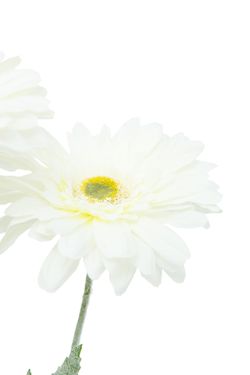 Ramillete artificial luminoso de gerberas crema