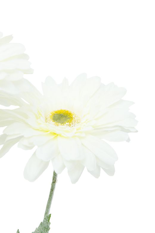 Ramillete artificial luminoso de gerberas crema