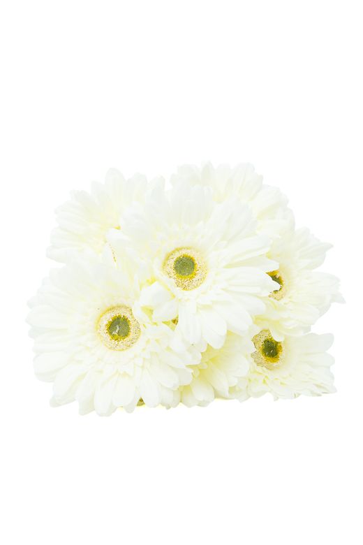 Ramillete artificial luminoso de gerberas crema