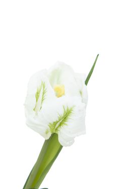 Ramillete elegante de tulipanes artificiales blancos
