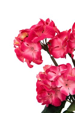 Ramillete vibrante de geranios artificiales color fucsia