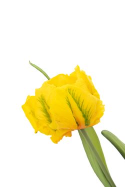 Ramillete vibrante de tulipanes artificiales amarillo intenso