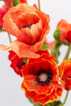 Ramo de flores de amapolas silvestres. Pura energía y pasión.