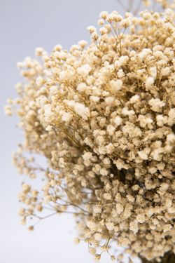 Ramo de novia con paniculata preservada. Todo un clásico para las novias más románticas y femeninas.