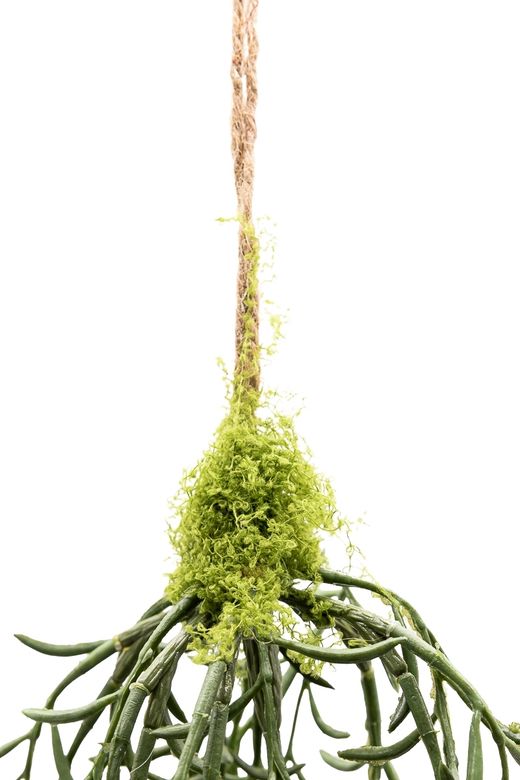 Senecio colgante artificial