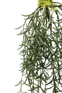Senecio colgante artificial