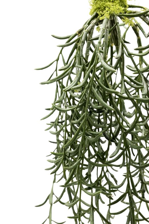 Senecio colgante artificial