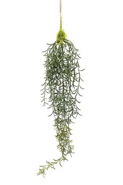Senecio colgante artificial