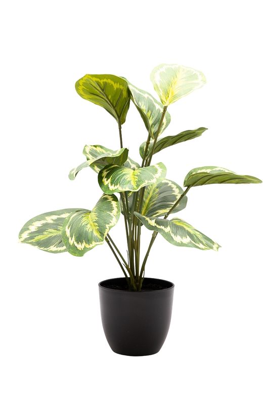 Sofisticada Calathea Artificial