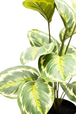 Sofisticada Calathea Artificial