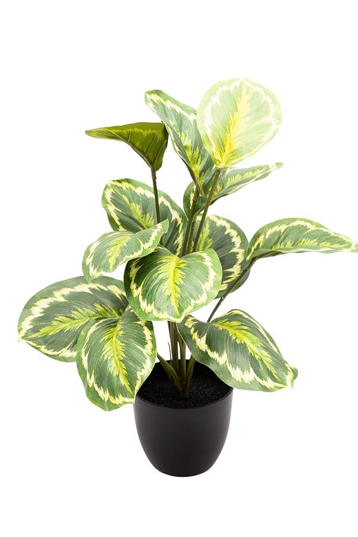 Sofisticada Calathea Artificial