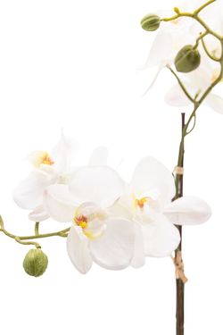 Sofisticada Orquídea artificial en color blanco