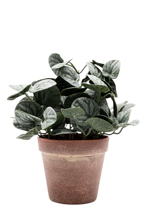 Vibrante Peperomia artificial