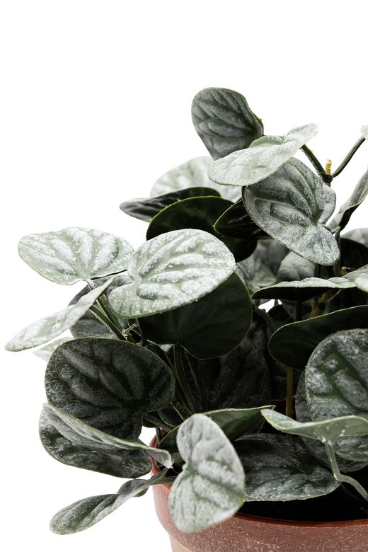 Vibrante Peperomia artificial