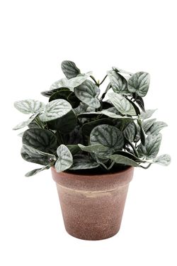 Vibrante Peperomia artificial